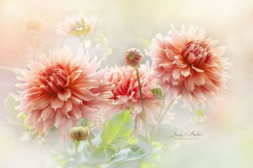 Георгины - цветы, георгины - оригинал