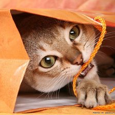 Схема вышивки «Шалун»