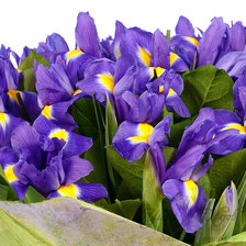 Схема вышивки «синии ирисы»