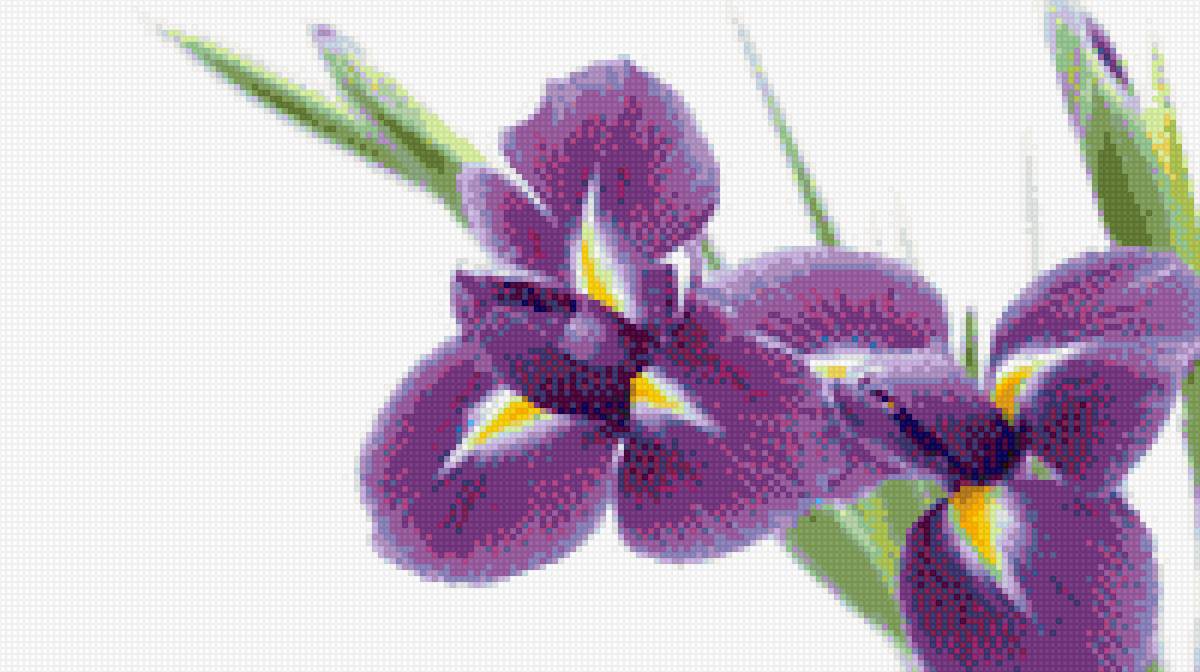 ирис синий - предпросмотр