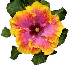 Схема вышивки «Гибискус»