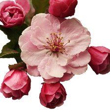 Схема вышивки «Яблоня»