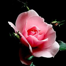 Схема вышивки «роза1»