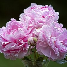 Схема вышивки «пионы»