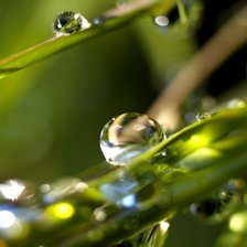 Схема вышивки «роса»