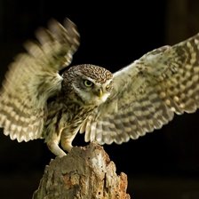 Схема вышивки «сова»