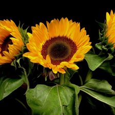 Схема вышивки «подсолнухи»