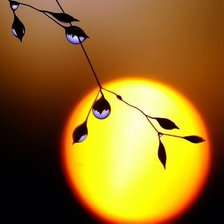 Схема вышивки «закат ветка роса»