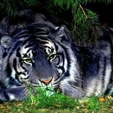 Схема вышивки «тигр»