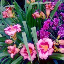 Схема вышивки «лилейники»