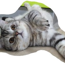 кот первый раз