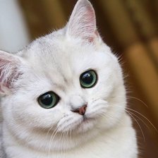 Схема вышивки «00300»