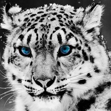 Схема вышивки «Snow leopard»