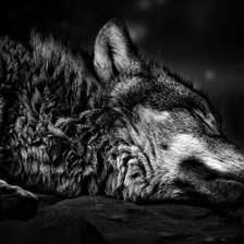 Схема вышивки «Чернобелый волк»