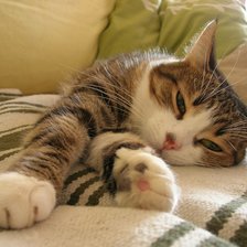 Схема вышивки «кошка»