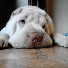 Схема вышивки «Шар-пей»