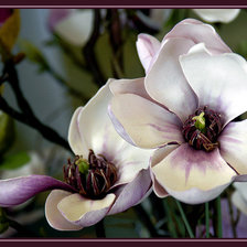 Схема вышивки «Магнолии»