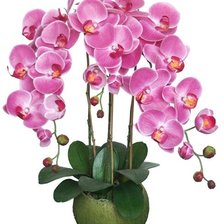 Схема вышивки «Фаленопсис»