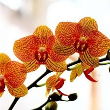 Схема вышивки «Орхидея»