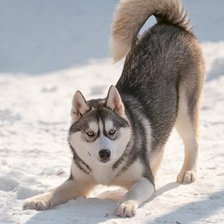 Схема вышивки «Хаски»