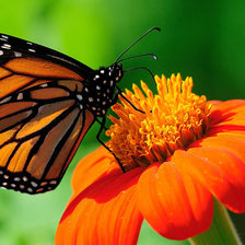 Схема вышивки «Бабочка»