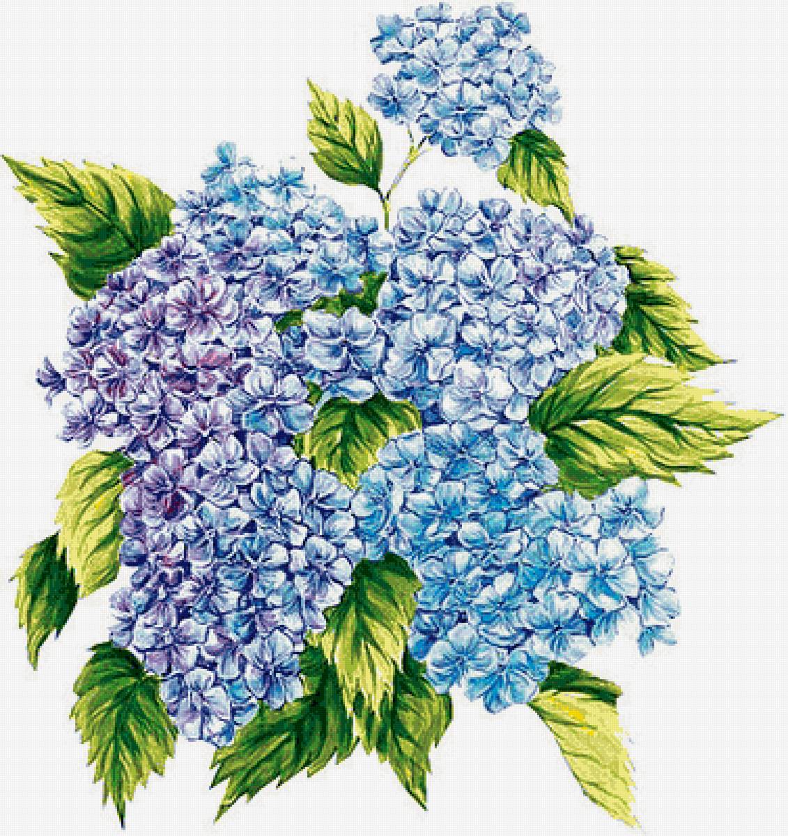 Гортензия - цветы - предпросмотр