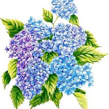 Схема вышивки «Гортензия»