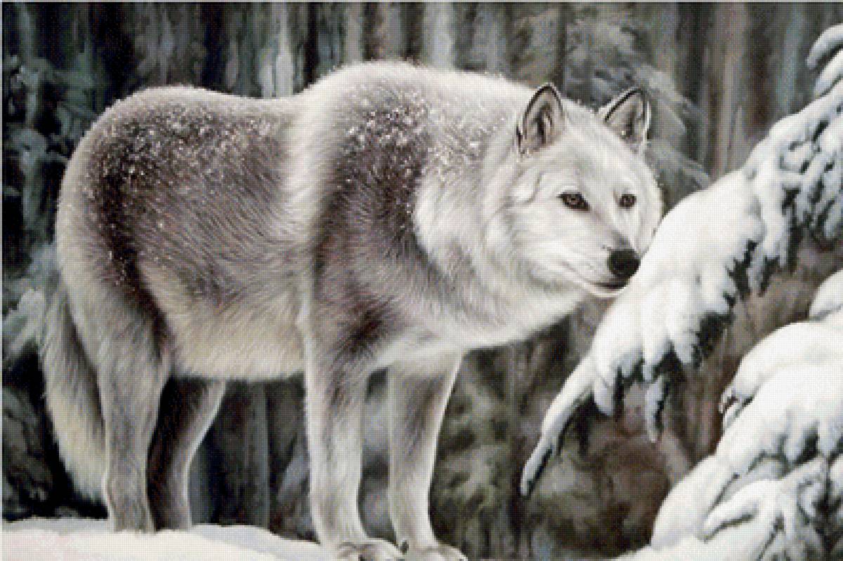 животные - волки, животные, хищники - предпросмотр