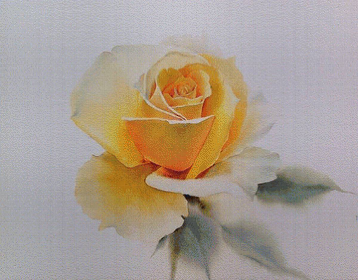 Желтая роза - цветы, роза - предпросмотр