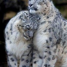 Схема вышивки «Верность»