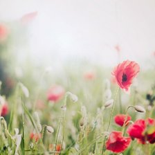 Схема вышивки «Маки»