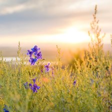 Схема вышивки «Цветы»