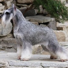 Схема вышивки «Цвергшнауцер»