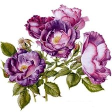 Схема вышивки «цветы»