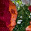Предпросмотр схемы вышивки «Прекрасные маки» (№1348421)