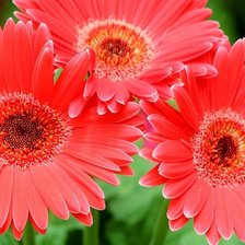 Схема вышивки «герберы 2»