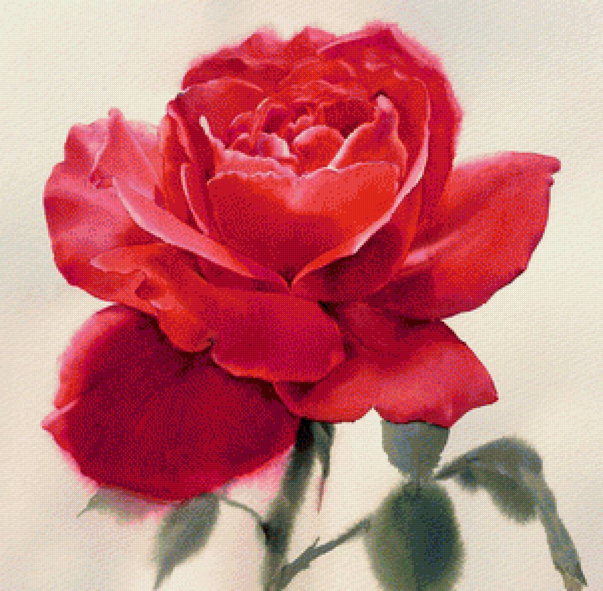 Красная роза - роза, цветы - предпросмотр