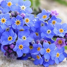 Схема вышивки «Незабудки»