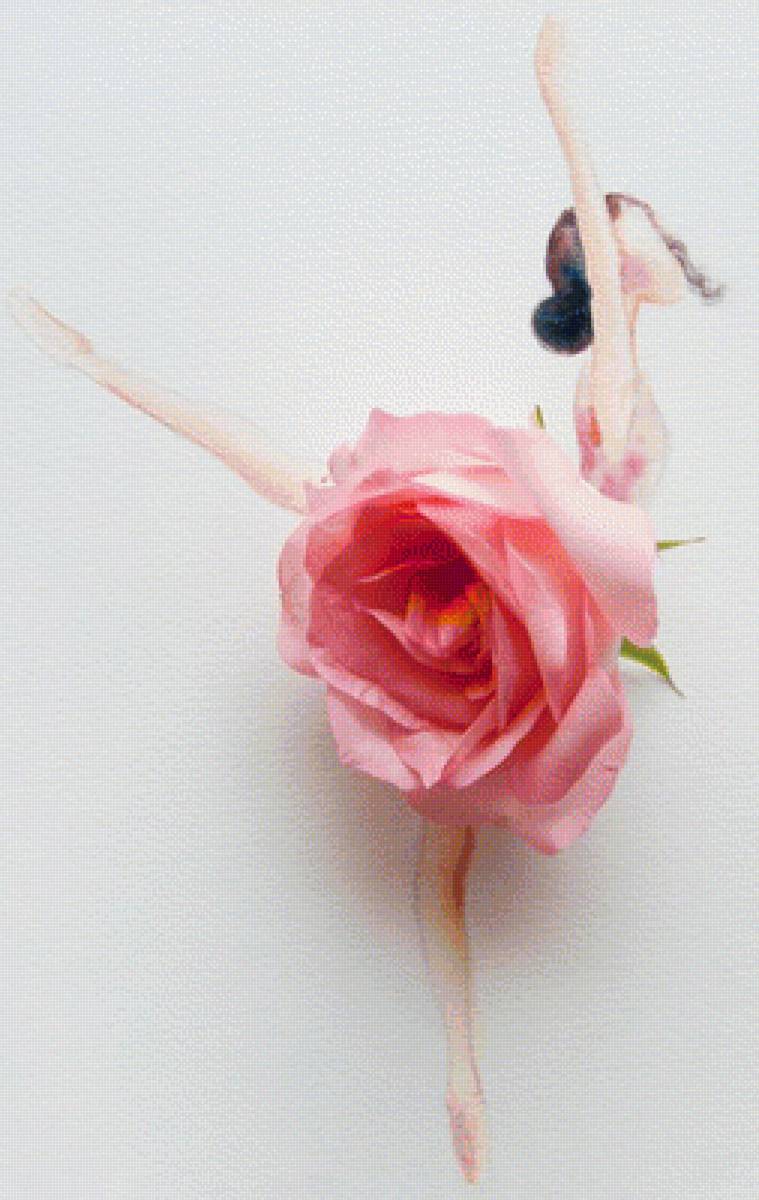 балерина - роза, балерина - предпросмотр