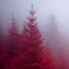 Схема вышивки «алый лес»