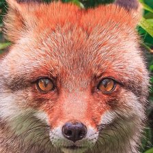 Схема вышивки «Лис»