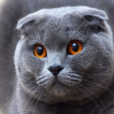 Схема вышивки «Вислоухий кот»