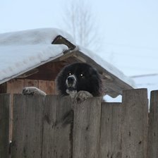 Схема вышивки «Верный страж»