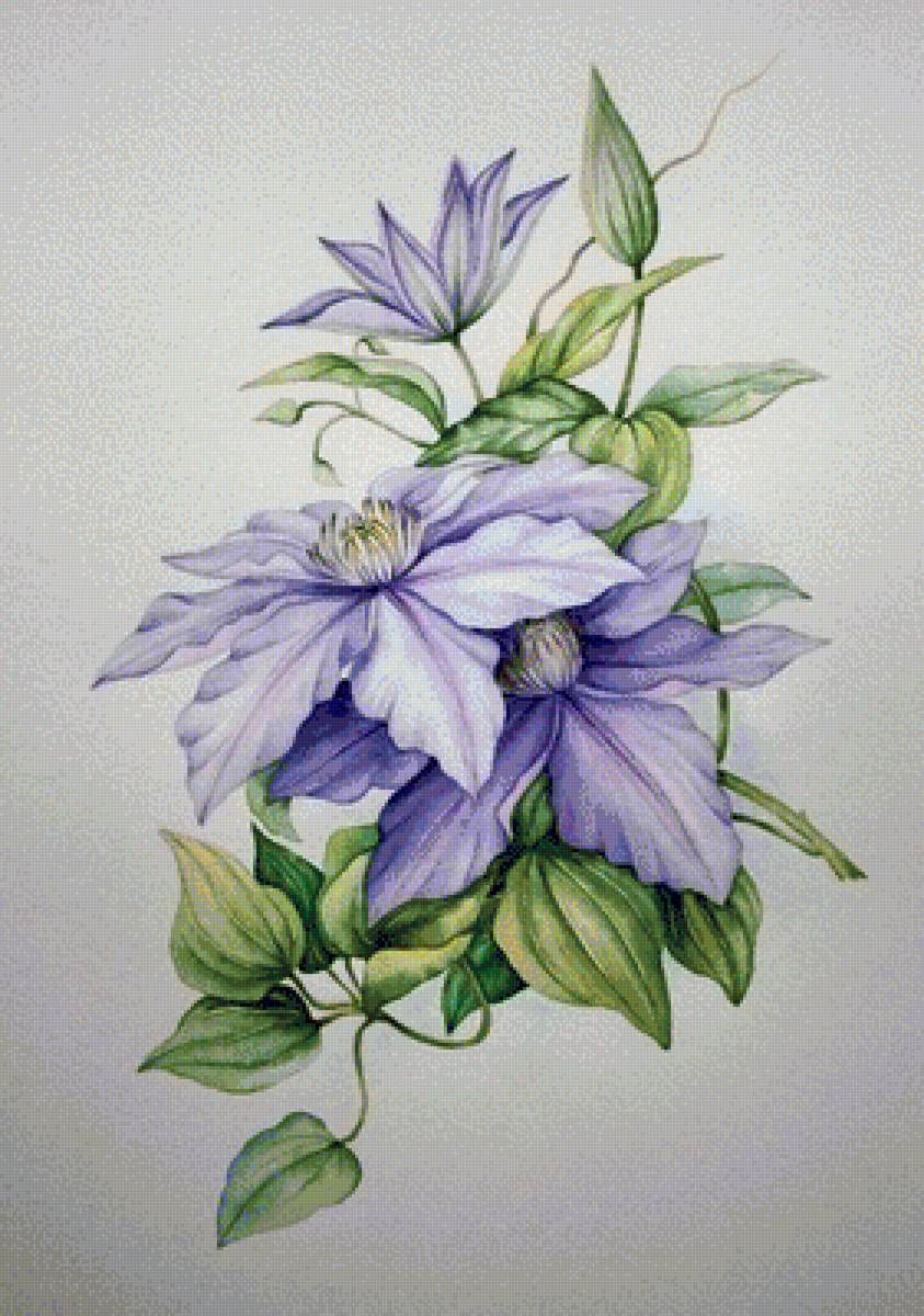 клематис - предпросмотр