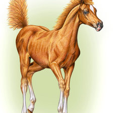 Схема вышивки «Жеребенок»