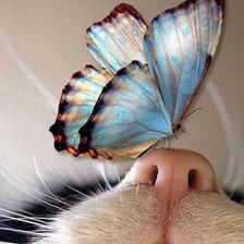 Бабочка и кот №2