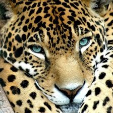 Схема вышивки «голубоглазый гепард»