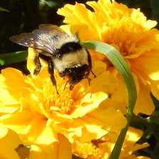 Схема вышивки «шмель»