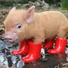 Схема вышивки «Свинья в сапогах»