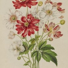 Схема вышивки «цветы»